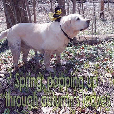 Spring Popping Up