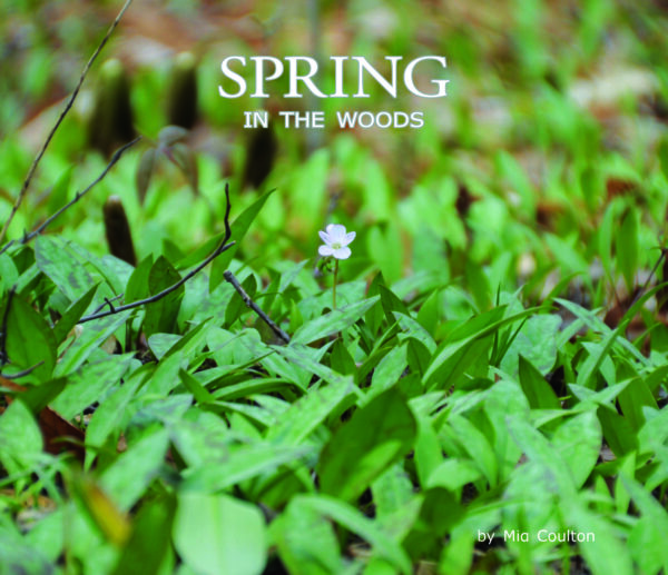 Spring in the Woods