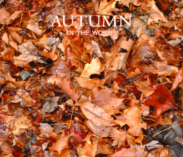 Autumn in the Woods