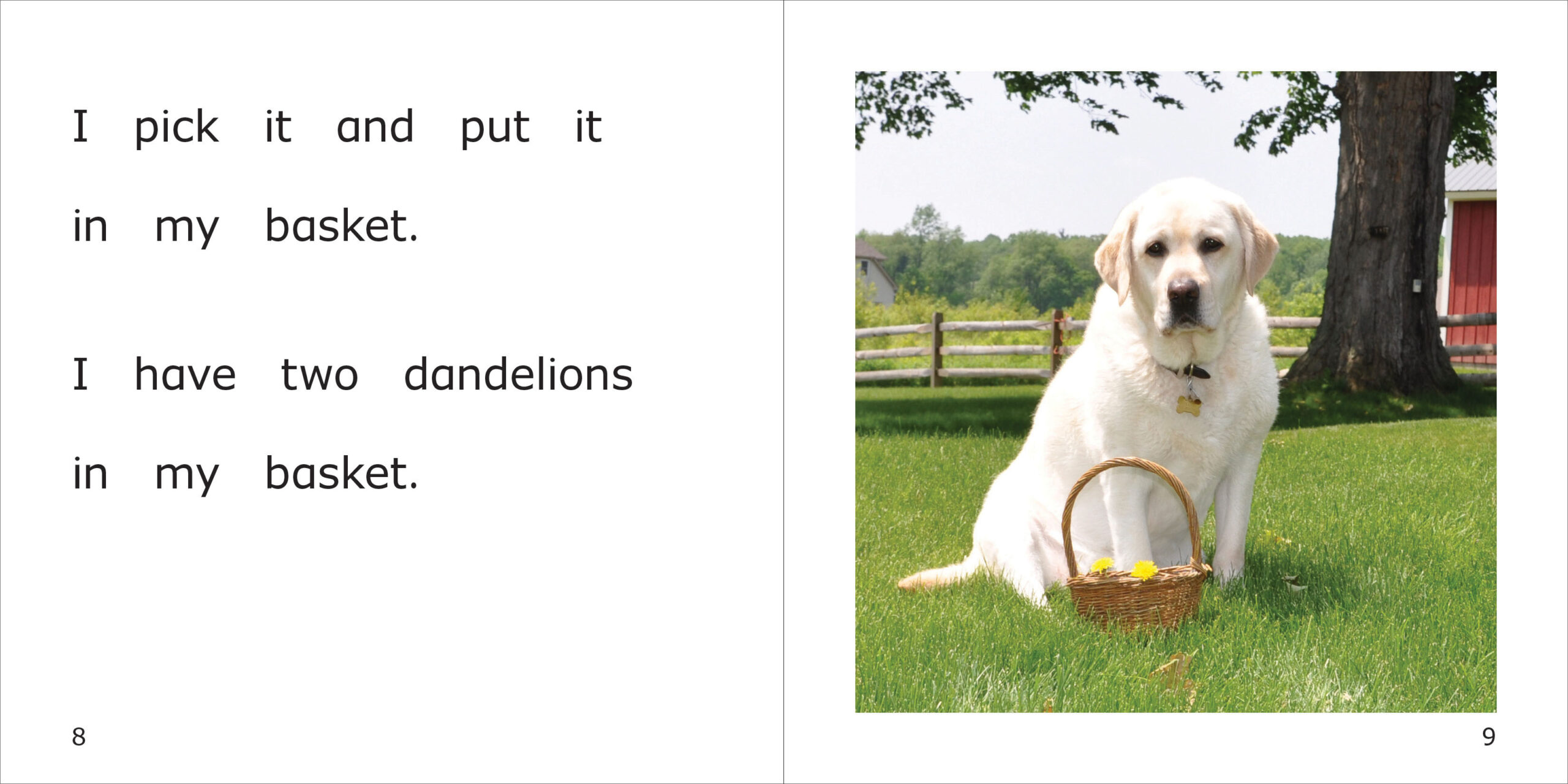Dandelion Danny Spread