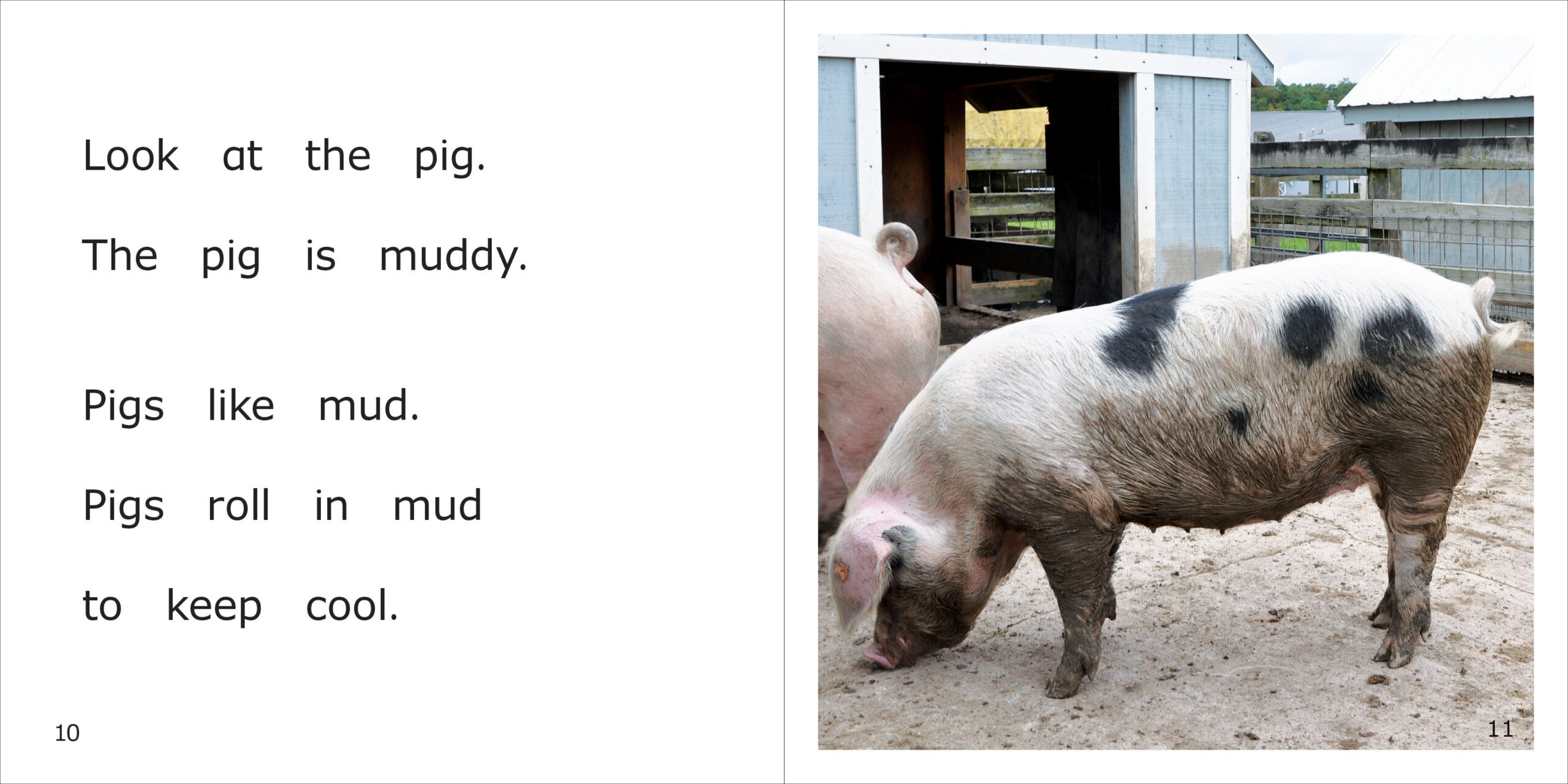 Pigs Spread