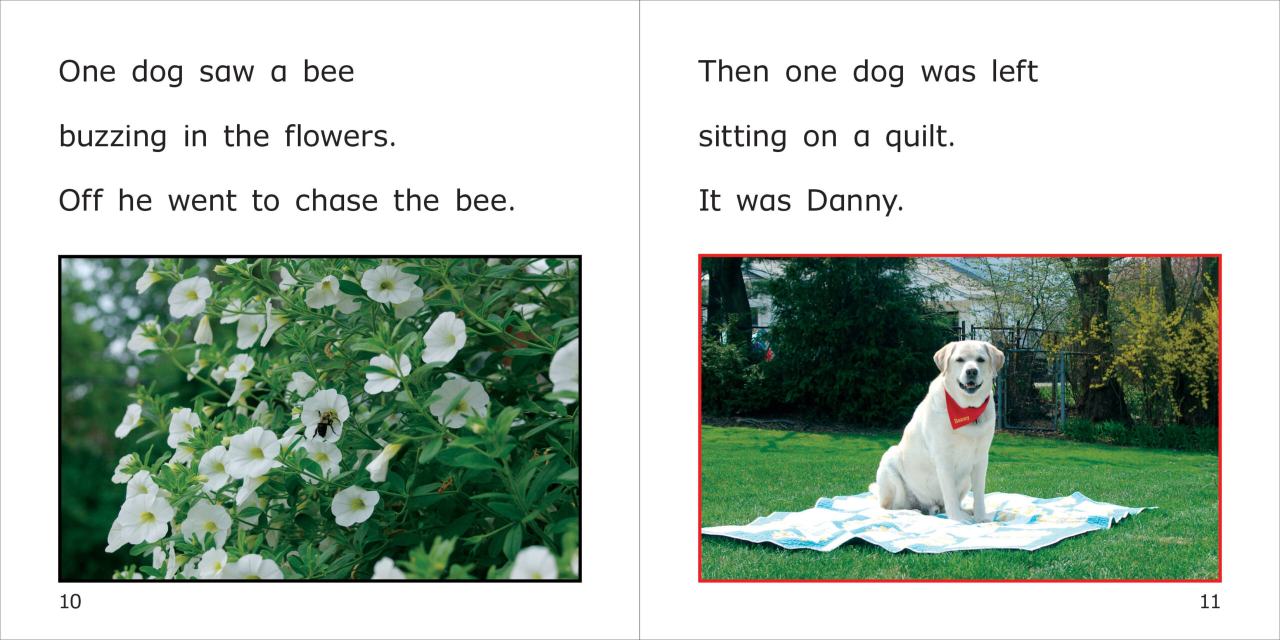 Five Danny Dogs Spread