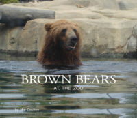 Brown Bears At The Zoo