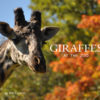 Giraffes at the Zoo Cover