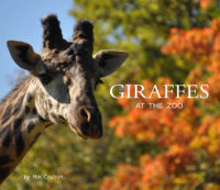 Giraffes at the Zoo Cover