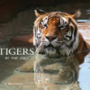 Tigers at the Zoo
