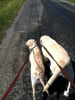 Walking Dogs