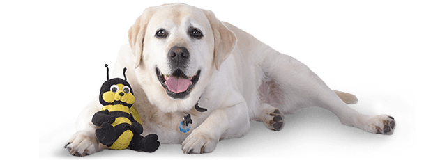 danny the yellow lab