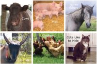 Favorite Farm Animals