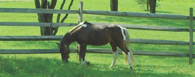 lucky the pony
