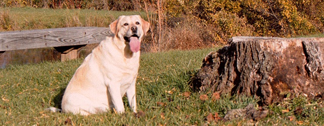 abby-character
