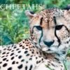 Cheetahs at the Zoo Cover
