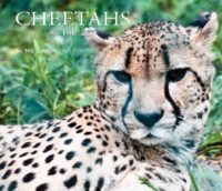 Cheetahs at the Zoo Cover