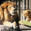 The nonfiction title Lions at the Zoo CVR