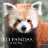 Red Pandas at the Zoo cover