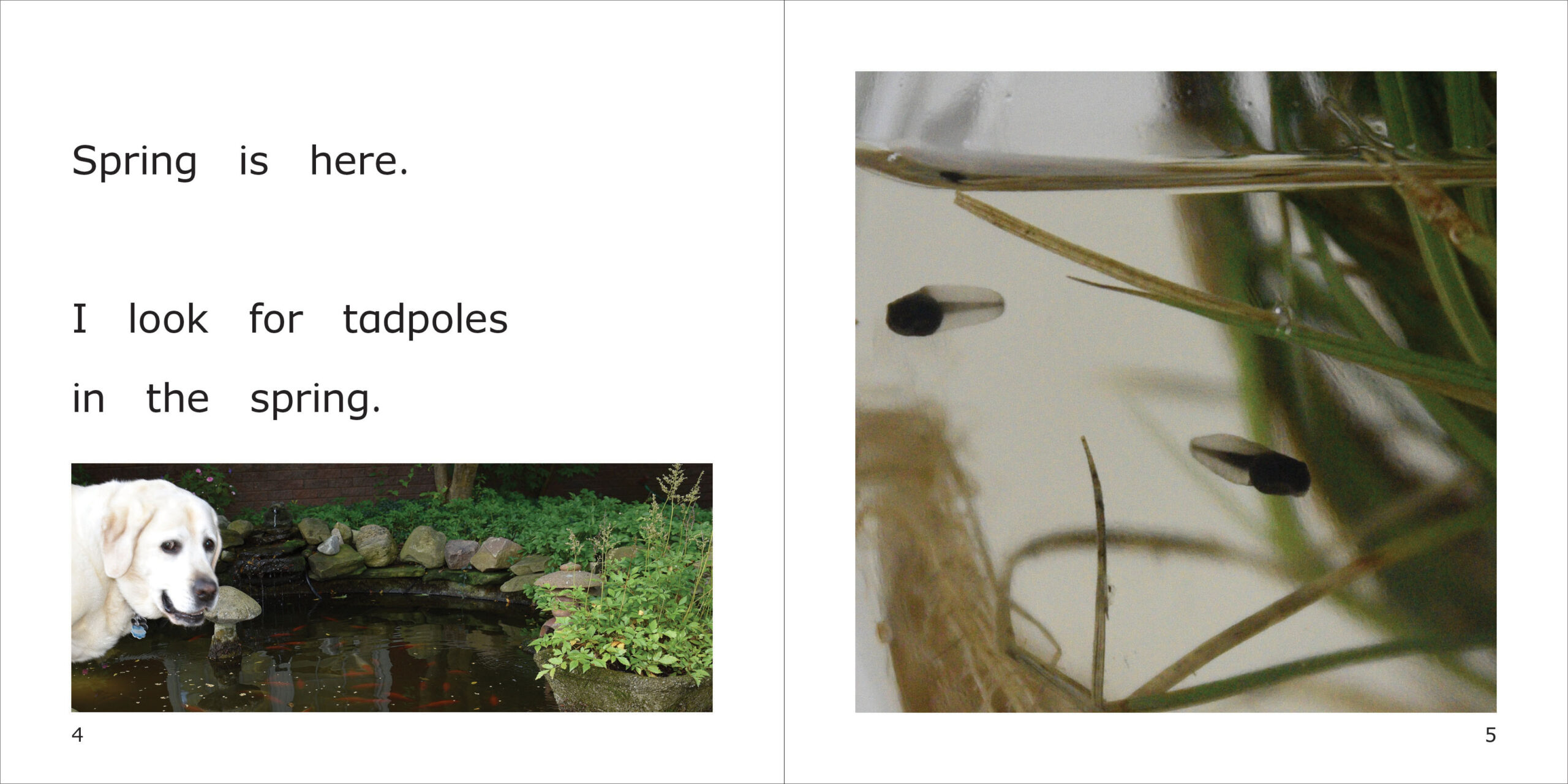 Danny's Tadpoles Spread
