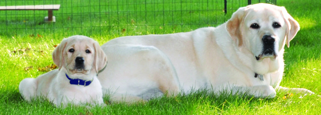 Puppy Norman with Danny_641x230
