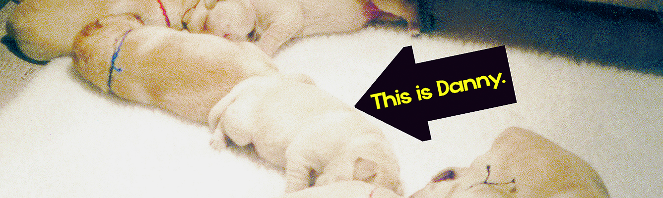 Meet Danny the Labrador from MaryRuth Books for Teaching Reading