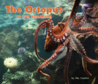 Octopus At The Aquarium Cover