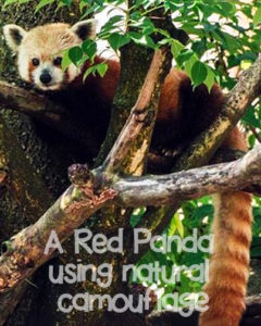 Hidden Red Panda