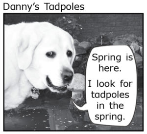 Dannys Tadpole