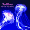Jellies at The Aquarium