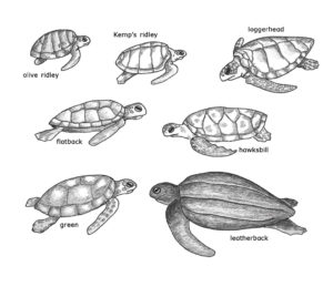 Sea Turtles at the Aquarium illustration