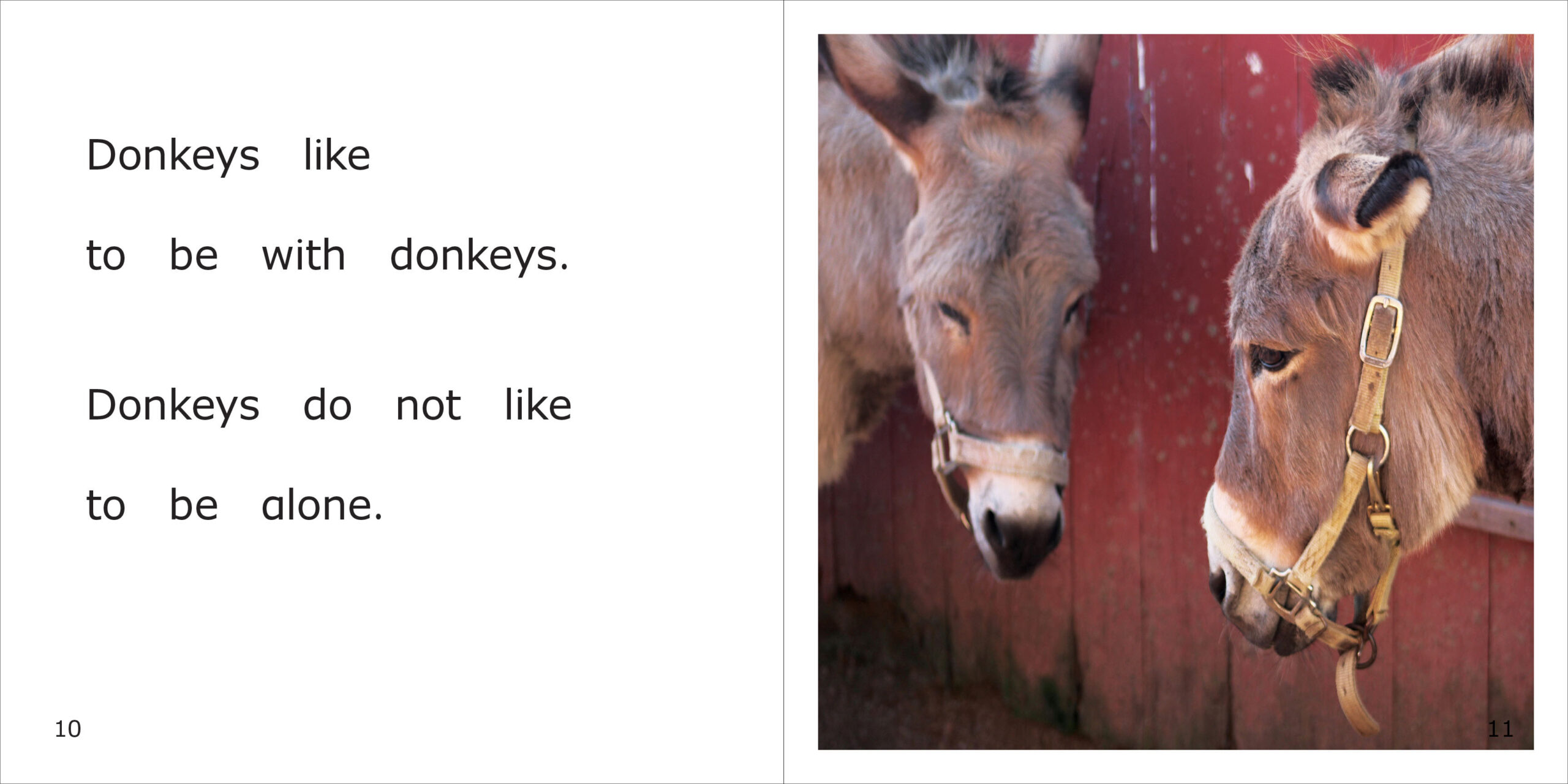 Donkeys Spread