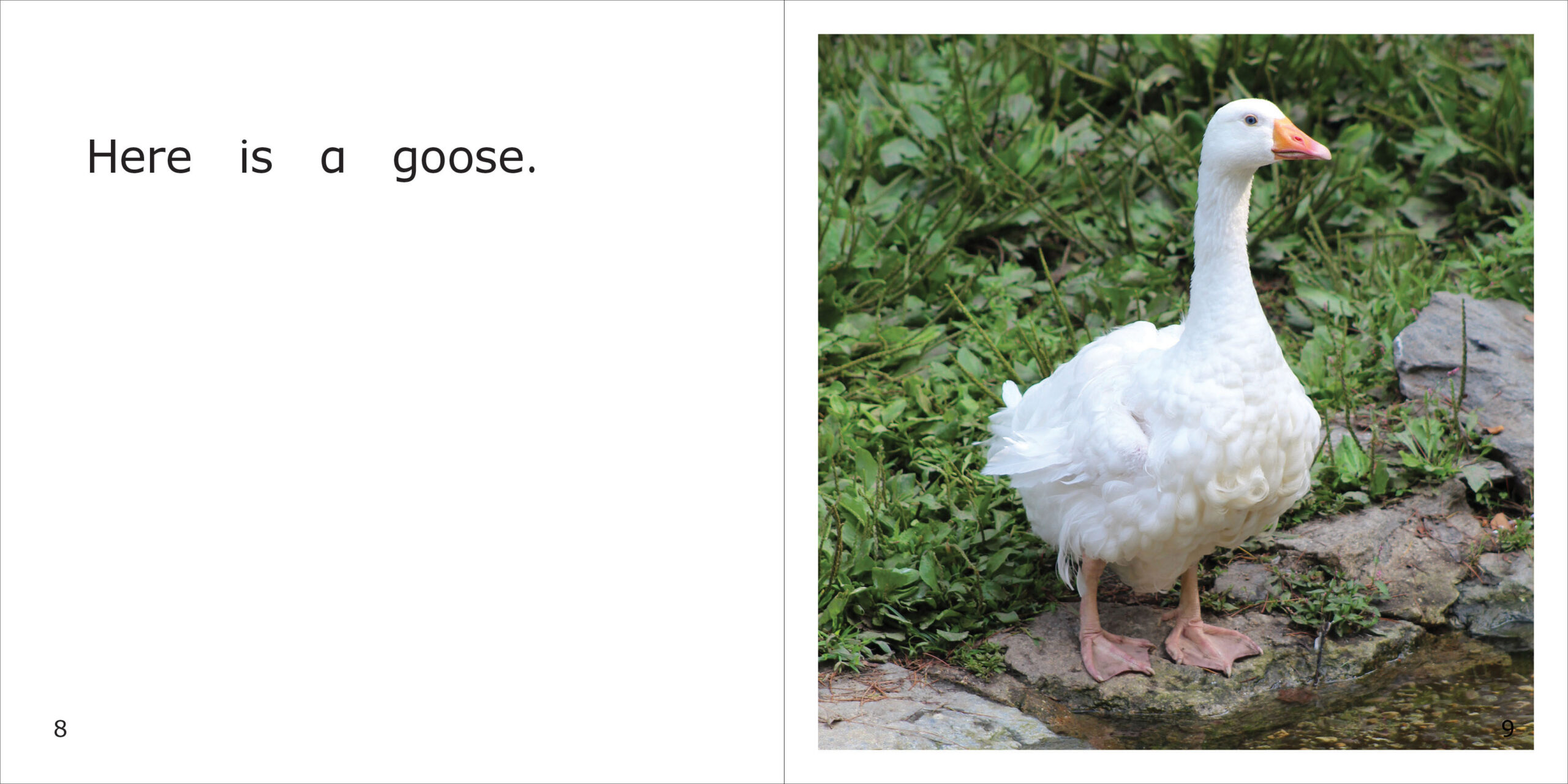 Duck, Duck, Goose Spread