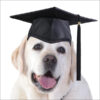 Graduation Danny Square Card