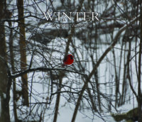 Winter in the Woods