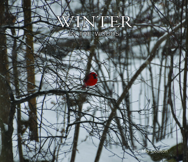 Winter in the Woods