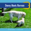 Danny Meets Norman Cover