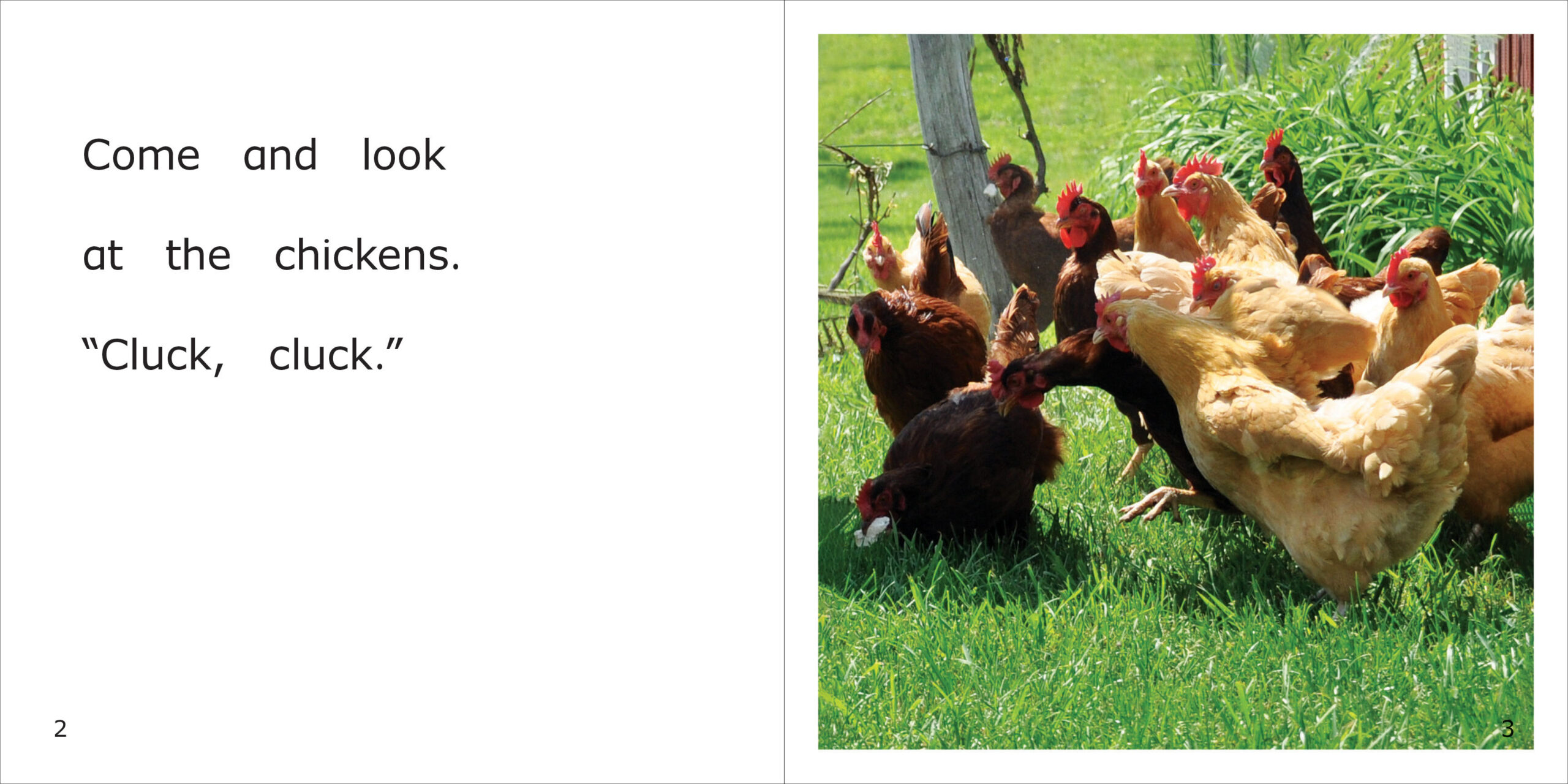 Chickens Spread