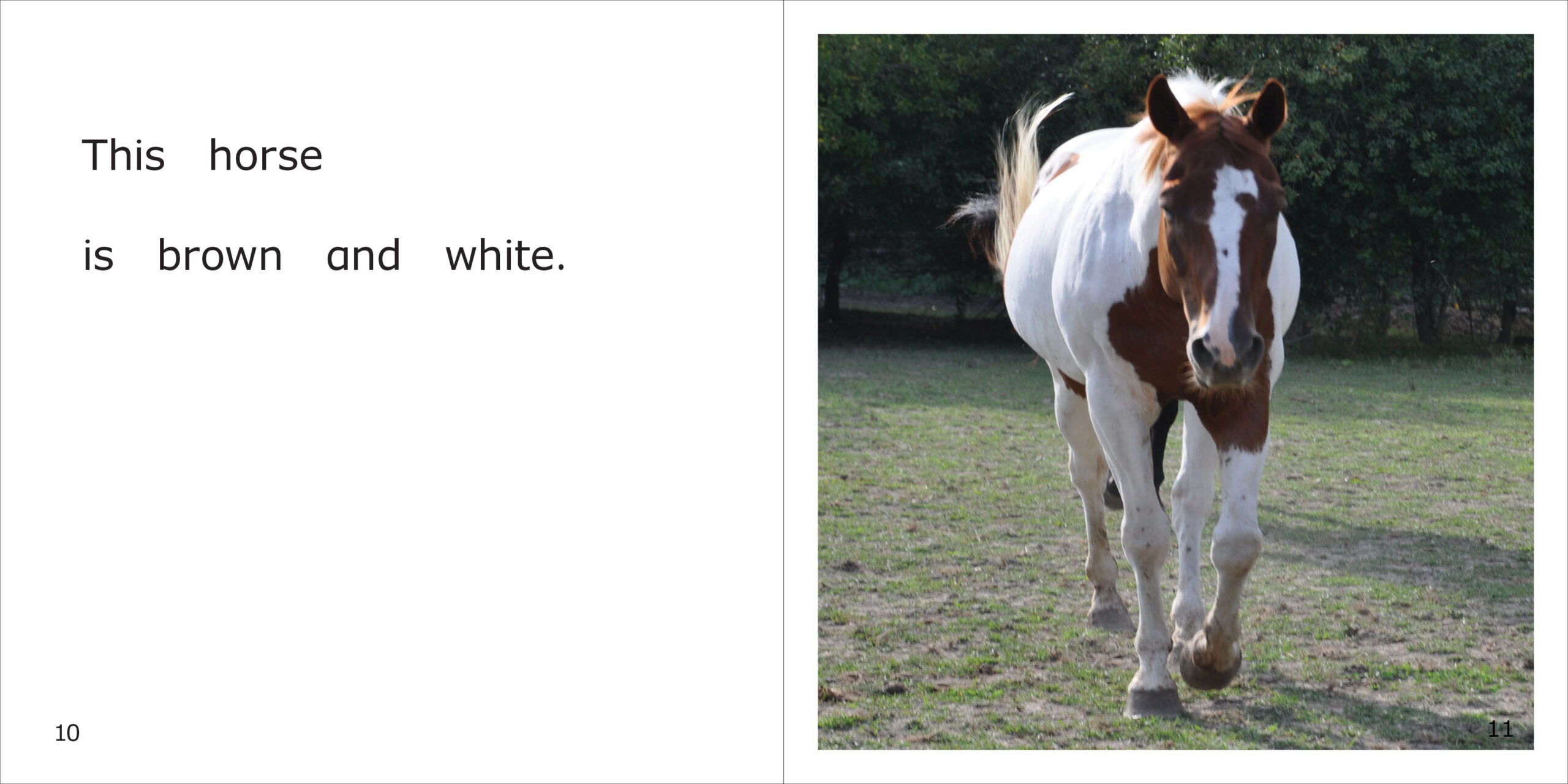 Horse Colors Spread