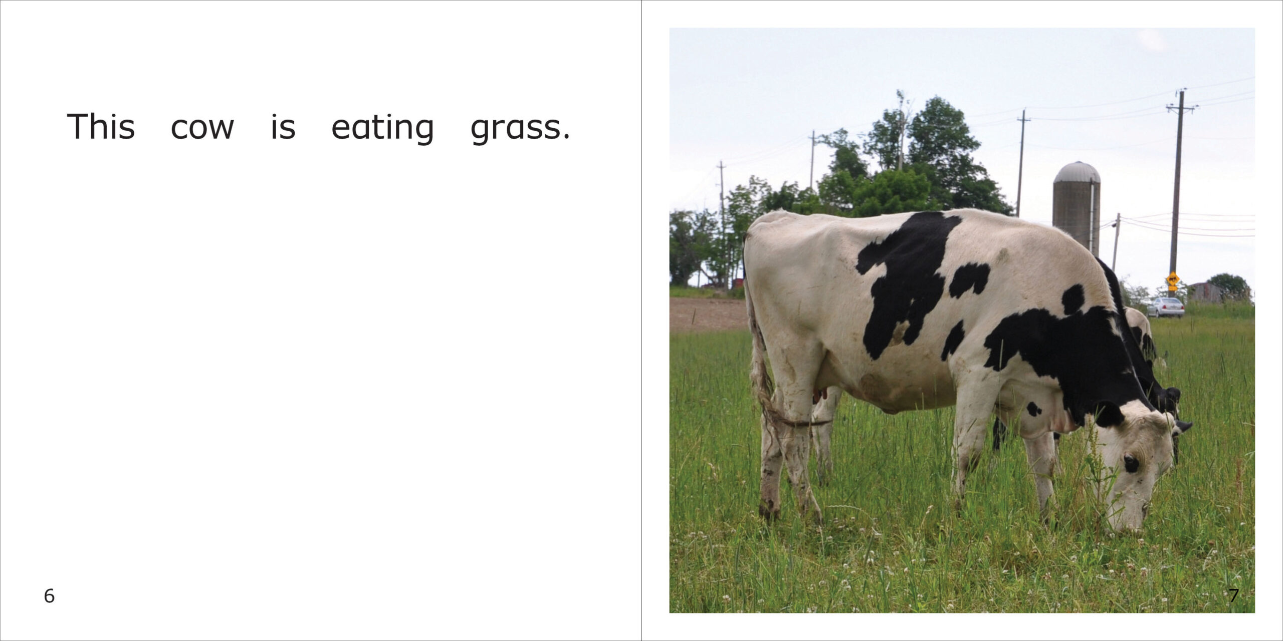 Cows Spread